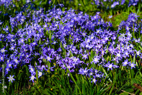 Large field of blue and white Scilla in full bloom.
