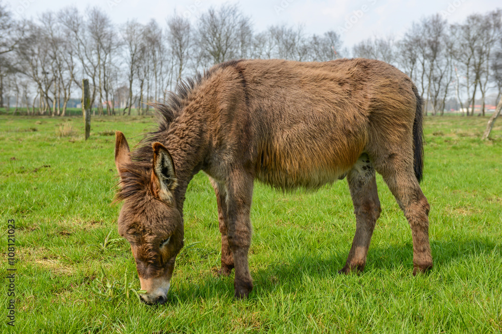 Fototapeta premium Brown dokney eating green gras