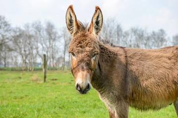 Fotobehang Ezel Bruine ezel met vriendelijke blik  © Jens Metschurat