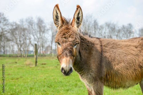 Fényképezés brown donkey looking at you