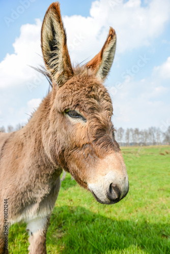 brown donkey looking at you © Jens Metschurat