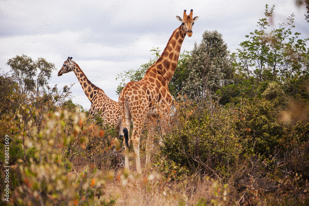 Fototapeta premium Giraffes in the AFEW Giraffe Centre, Nairobi, Kenya