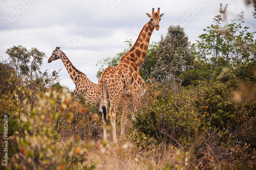 Giraffes in the AFEW Giraffe Centre, Nairobi, Kenya photo