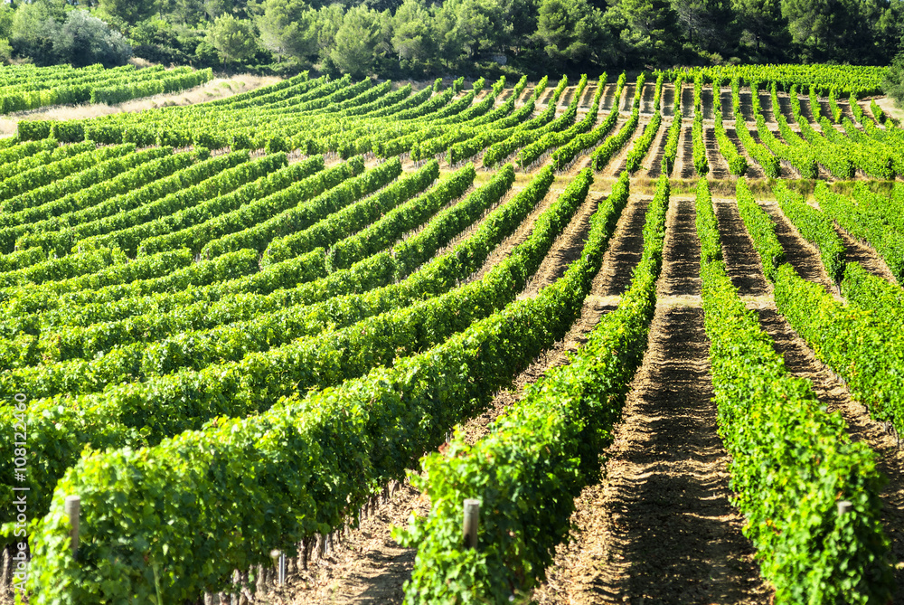 Vineyard in Languedoc-Roussillon (France)