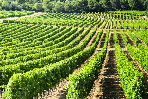 Vineyard in Languedoc-Roussillon (France) photo