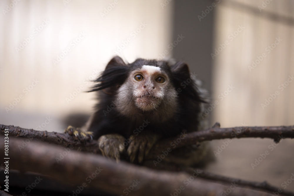 Callithrix penicillata, Black-tufted marmoset Callithrix penicillata, Black-tufted marmoset