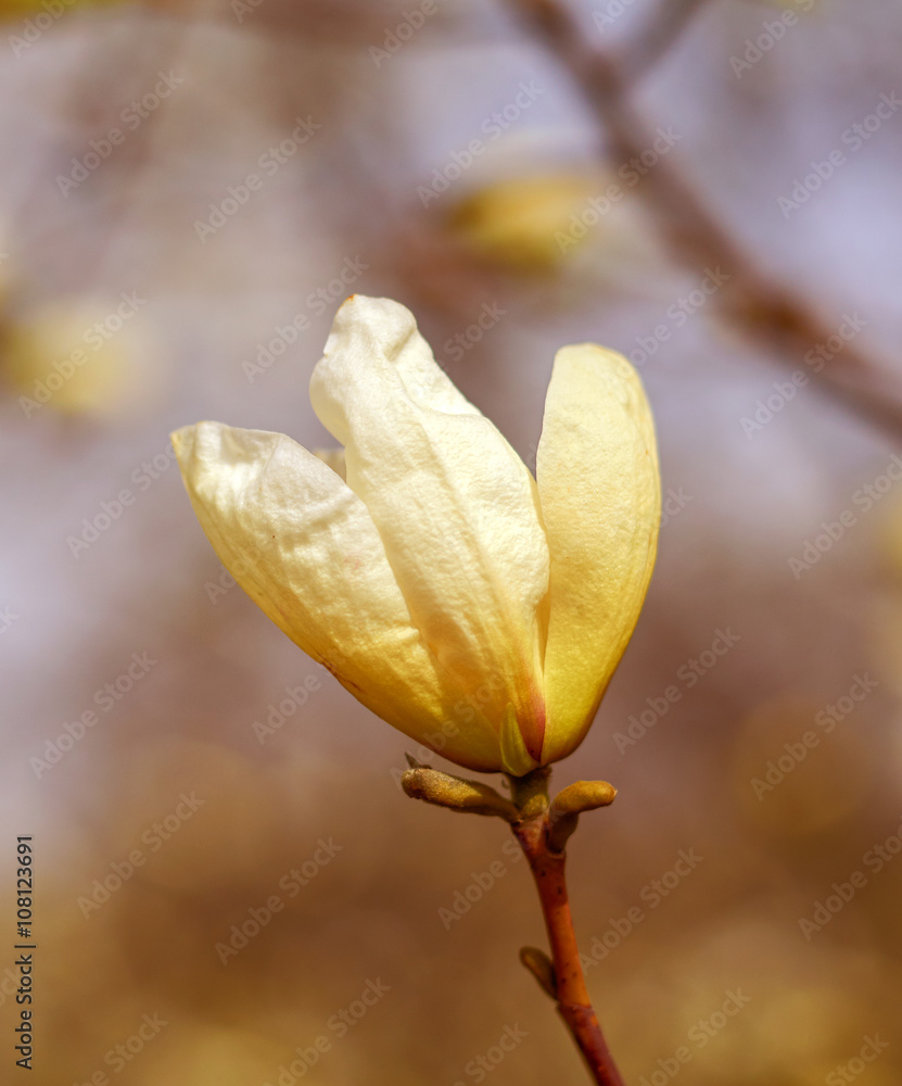 blossom Magnolia flower in nature