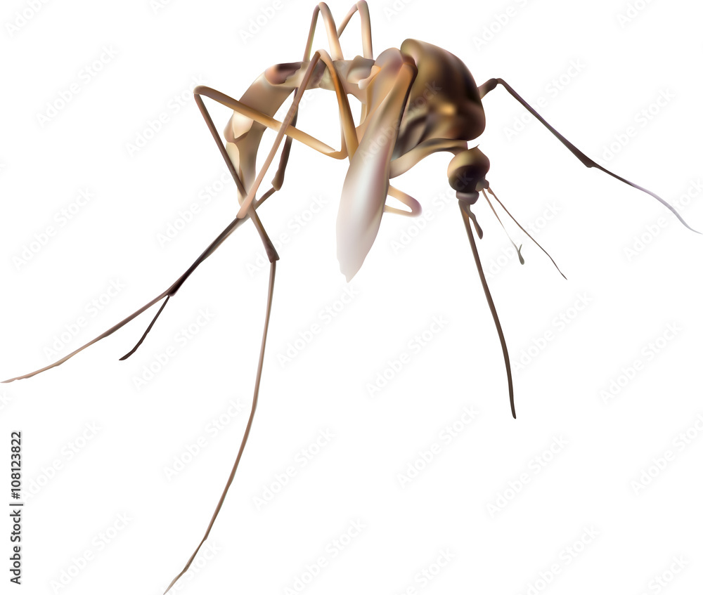 brown mosquito illustration on white