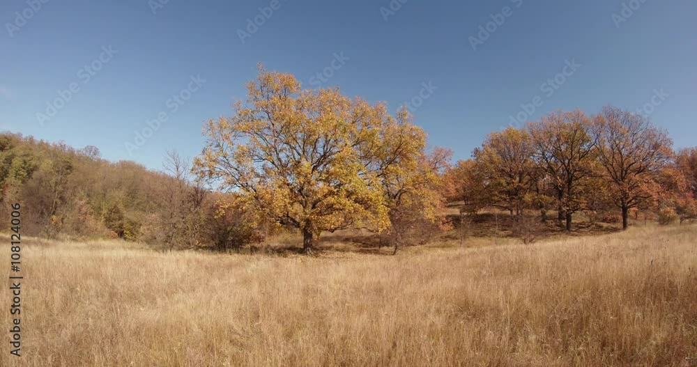 Several Trees With Yellow Leaves Are Withered in Field Covered With Grass Several Trees With Yellow Leaves Are Withered in Field Covered With Grass
