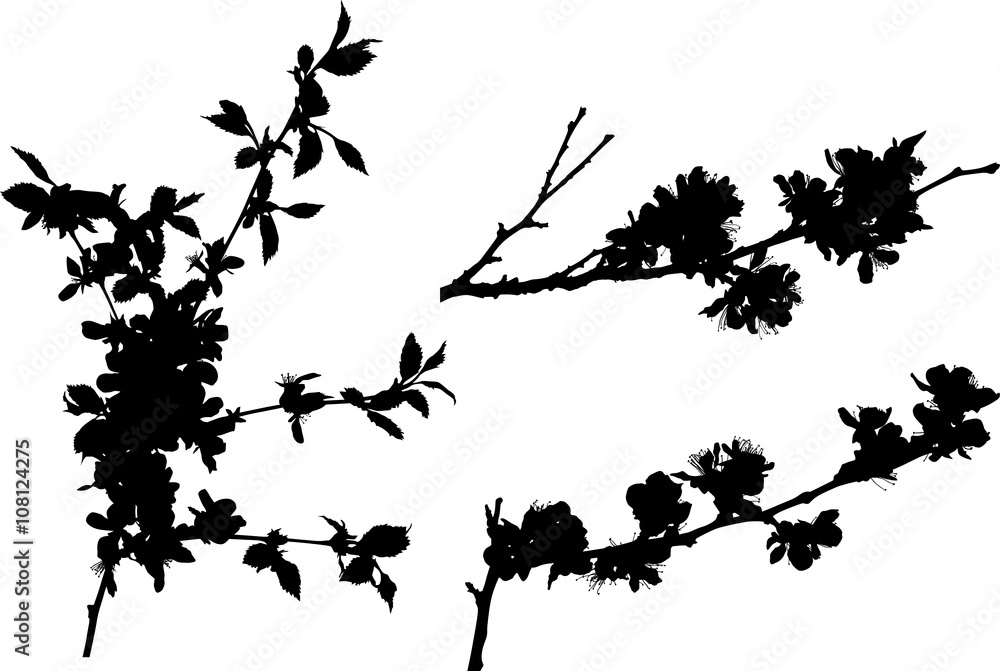 Naklejka premium sakura three black branches silhouettes