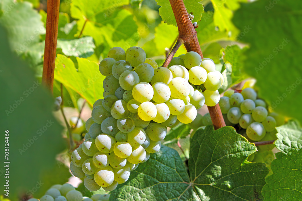 Banch of white grape in vineyard