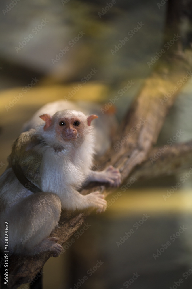 Fototapeta premium Silvery Marmoset, Callithrix argentata, a rare primate jungle