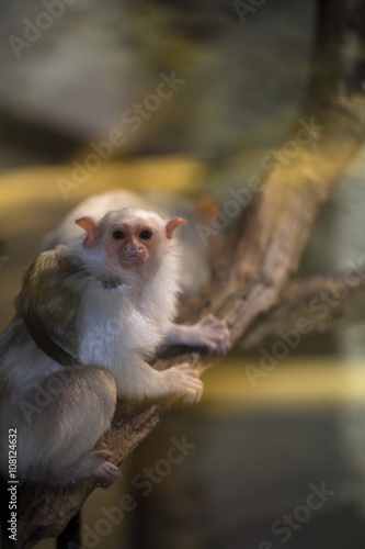Silvery Marmoset, Callithrix argentata, a rare primate jungle © vladislav333222