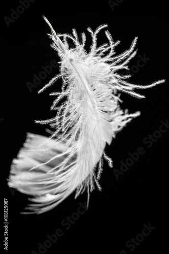 feather on black background