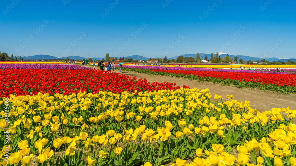 Beautiful tulips in the spring. Variety of spring flowers blooming in beautiful garden. 
