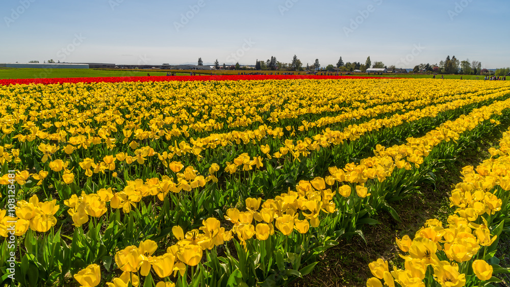 Beautiful tulips in the spring. Variety of spring flowers blooming in beautiful garden. 
