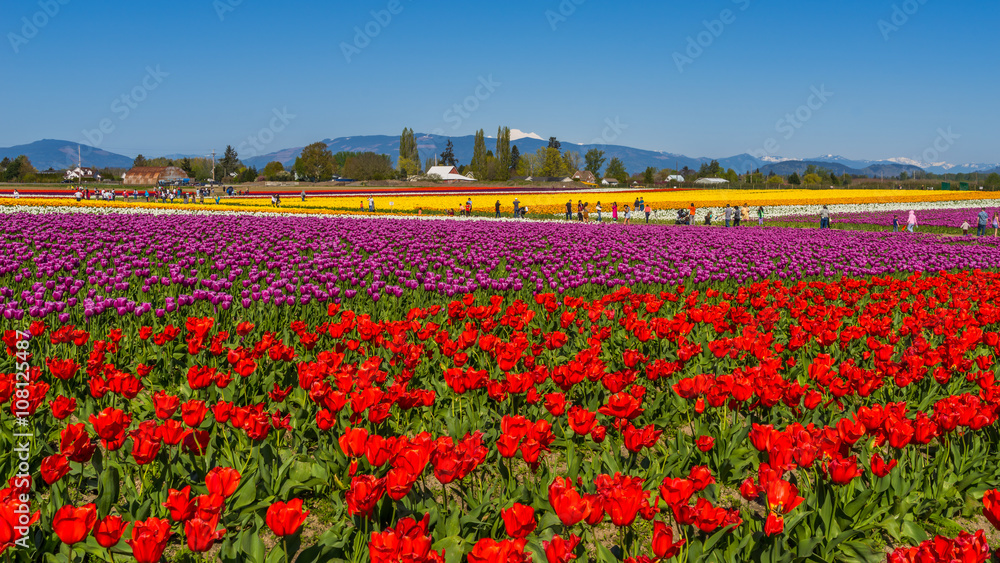 Beautiful tulips in the spring. Variety of spring flowers blooming in beautiful garden. 
