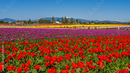 Beautiful tulips in the spring. Variety of spring flowers blooming in beautiful garden.   