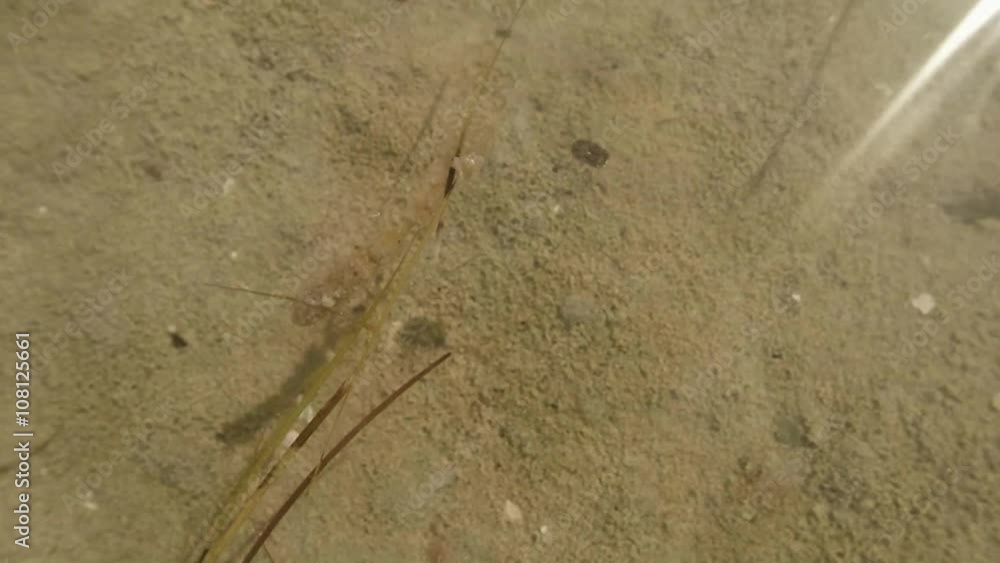 Sea Mollusk Floats Over a Sandy Bottom in Clear Water Shallow Water Sea Mollusk Floats Over a Sandy Bottom in Clear Water Shallow Water
