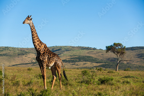 Giraffe among savanna in Africa