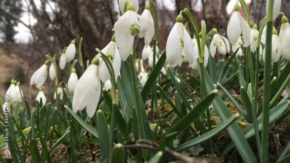 Snowdrops swaying in the wind under the falling snow . Slow motion. Snowdrops swaying in the wind under the falling snow . Slow motion.
