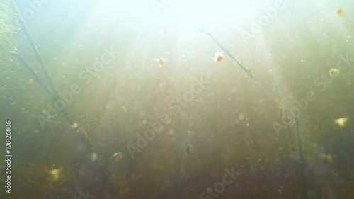 Small Fish Swimming in the Murky Water of Pond photo