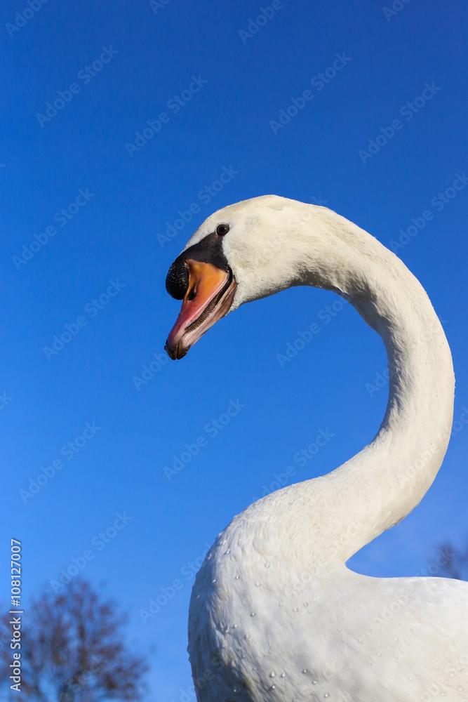 Obraz premium Höckerschwan