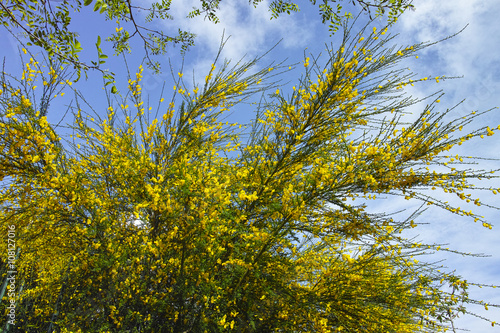 Scotch Broom in full bloom at spring photo