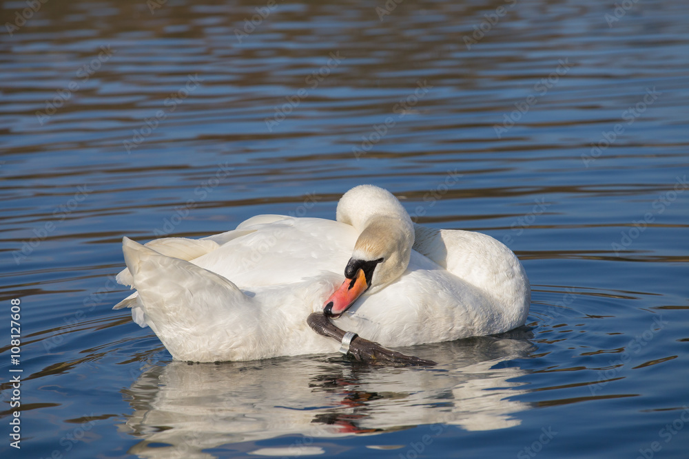 Obraz premium Höckerschwan