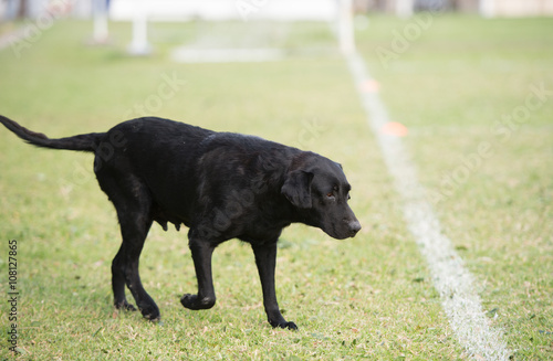 The old black dog walking in stadium photo