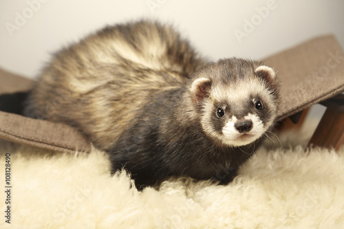 Lovely ferret male in studio photo