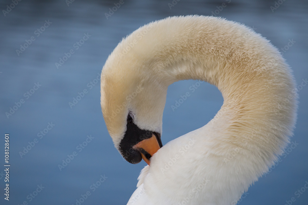 Fototapeta premium Höckerschwan