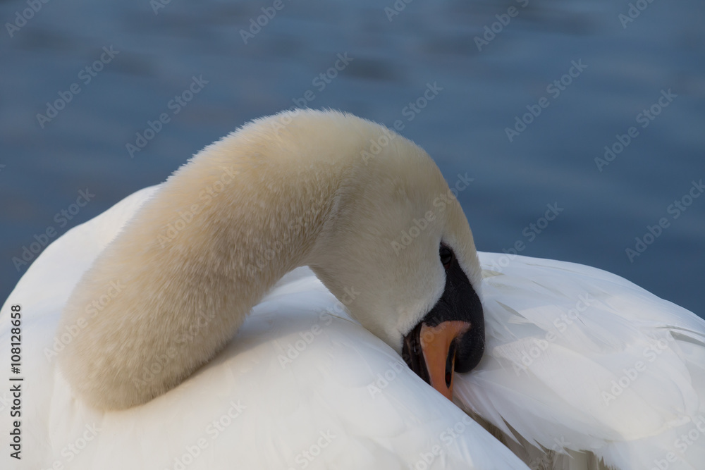 Obraz premium Höckerschwan