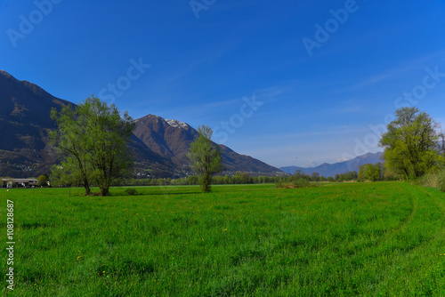 Prato con alberi