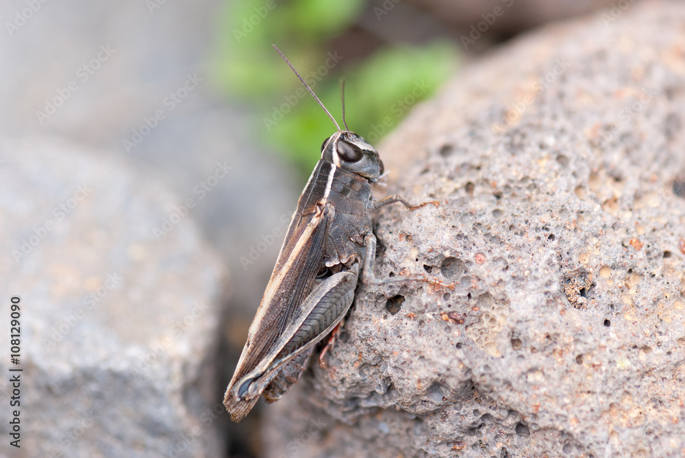 Obraz premium Saltamontes