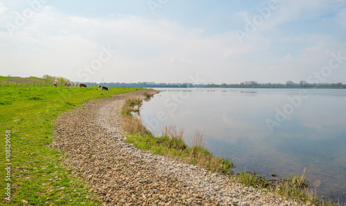 Fototapeta Naklejka Na Ścianę i Meble -  Calves along a lake in spring