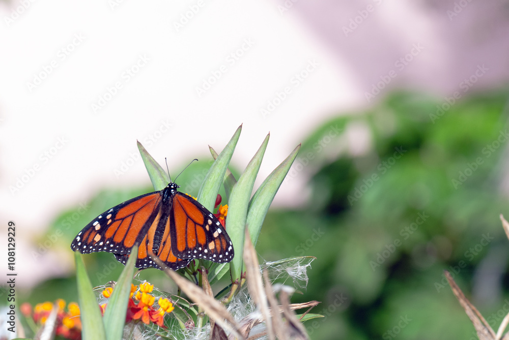 Mariposa monarca Mariposa monarca