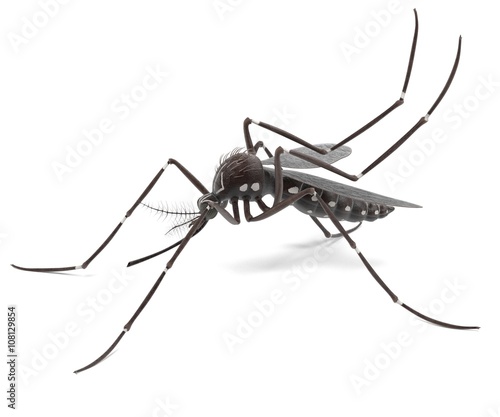 3d render of Aedes Aegypti photo