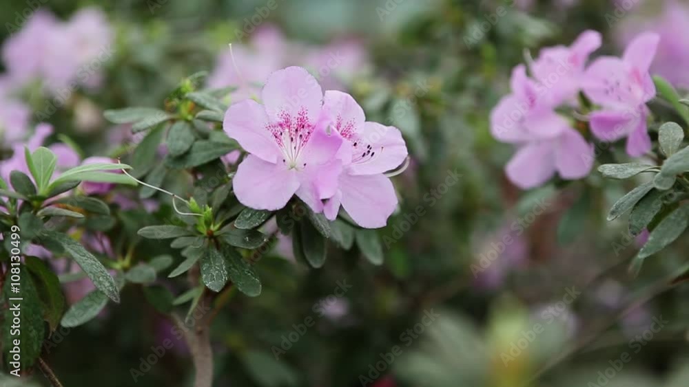 Small White Flowers on a Green Bush Azaleas Close up Small White Flowers on a Green Bush Azaleas Close up