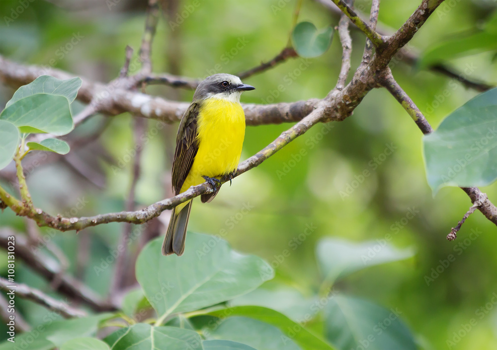 Тропическая птица (Kingbird ) Тропическая птица (Kingbird )