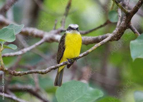 Тропическая птица (Kingbird )