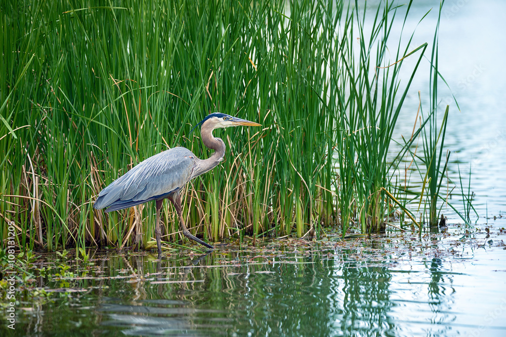 Fototapeta premium Great Blue Heron (Ardea herodias) in the reeds on a lake