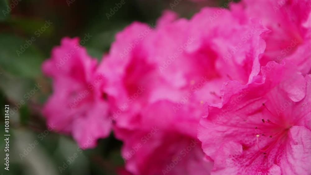 Water Drops on the Azalea Petals of Pink Closeup Water Drops on the Azalea Petals of Pink Closeup