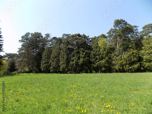 Meadow and forest