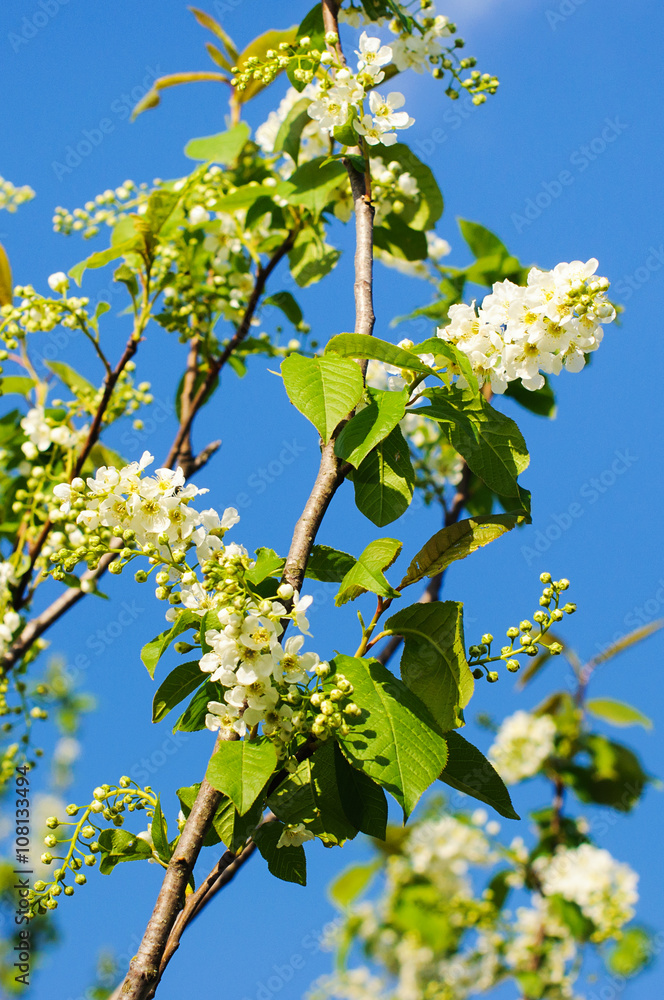 flowering bird cherry tree flowering bird cherry tree