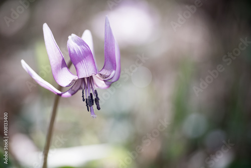 Japanese dog's tooth violet