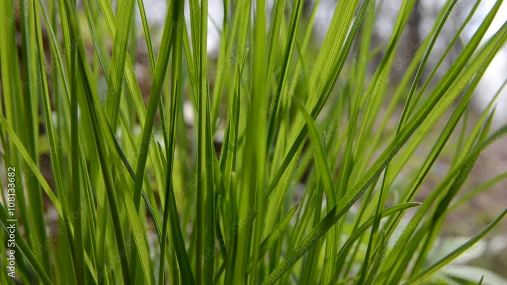 Green grass in springtime close up video. Green grass in springtime close up video.