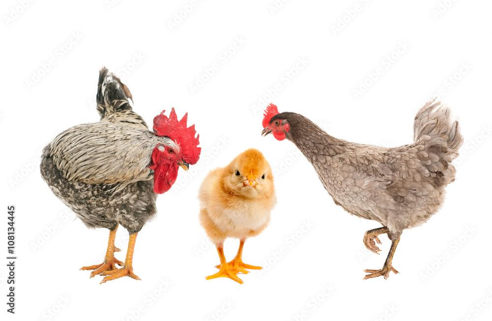 Fototapeta premium Hen and Rooster consider duckling, who is with chickens. isolated