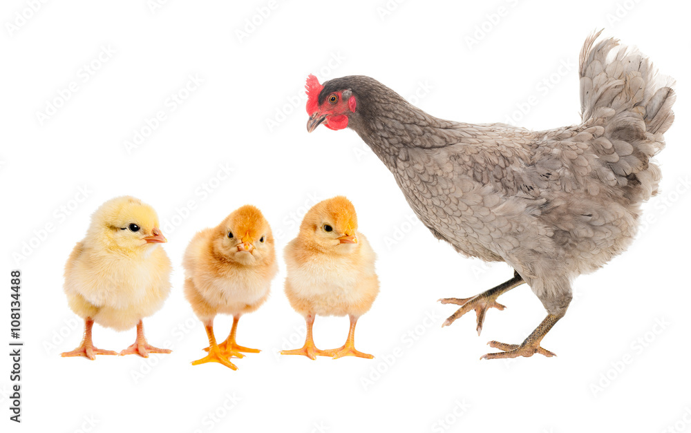 Hen and Rooster consider duckling, who is with chickens. isolated