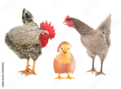 Hen and rooster looking at a newborn chick. isolated